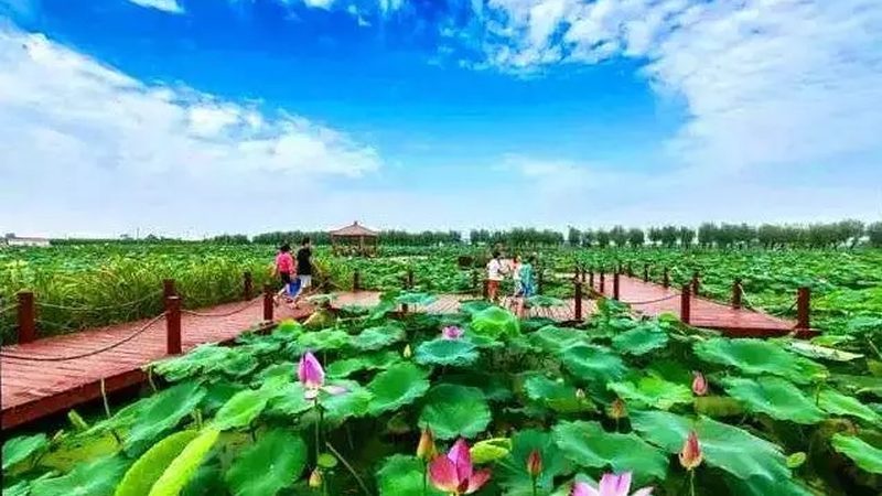 农民专业合作社注销背后的法律与行业思考