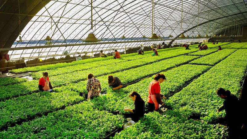 粮食种植公司报价：如何精准把握成本与效益