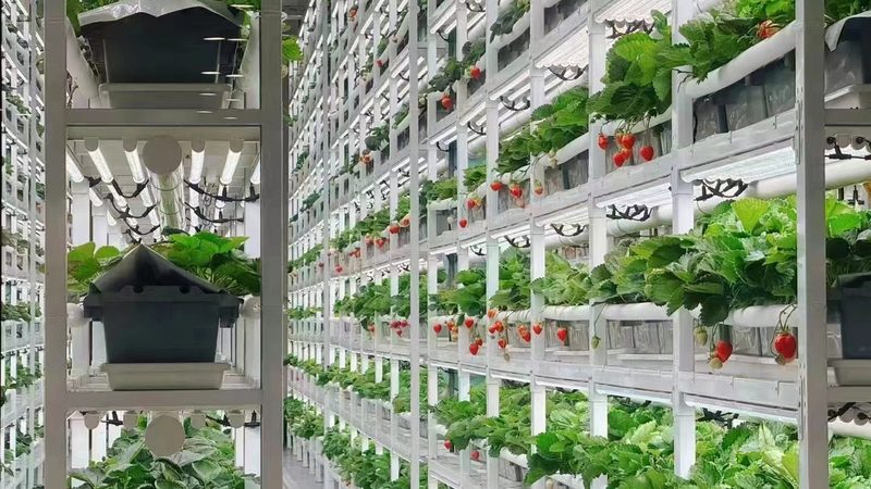 休闲观光农业产业园：盈利模式的多维解析