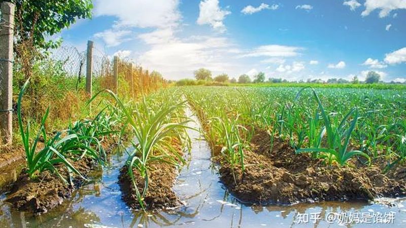 补贴政策知多少？农村种植养殖补贴政策区别解析